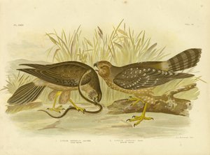 Harrier aliado ou Harrier manchado, 1891 de Gracius Broinowski