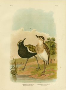 Tarambola dourada australiana ou dourado-tarambola pacífica, 1891 de Gracius Broinowski