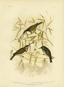 Honeyeater preto, 1891 de Gracius Broinowski