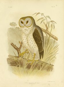 Coruja Delicada, 1891 de Gracius Broinowski
