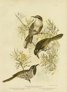 Honeyeater longo-faturado, 1891 de Gracius Broinowski