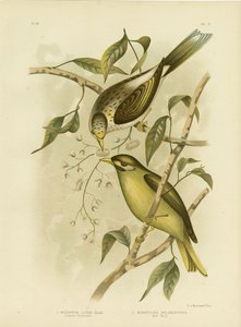 Honeyeater Luteous ou Mineiro Amarelo-Throated, 1891 de Gracius Broinowski