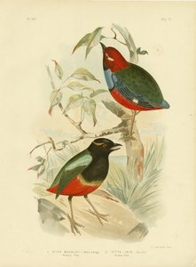Macklot&39;S Pitta, 1891 de Gracius Broinowski