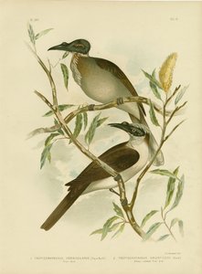 Noisy Friarbird, 1891 de Gracius Broinowski