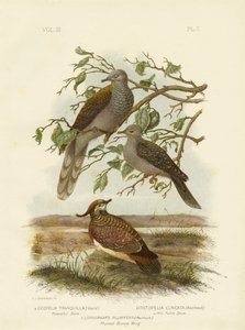 Pomba pacífica, 1891 de Gracius Broinowski