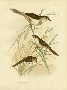 Cincloramphus Rufous-corado ou Rufous Songlark, 1891 de Gracius Broinowski