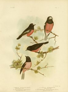 Robin-de-peito-vermelho-escarlate ou Pacific Robin, 1891 de Gracius Broinowski