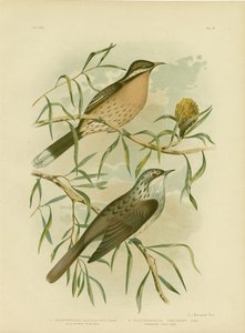 Honeyeater de Chee-espinhoso, 1891 de Gracius Broinowski