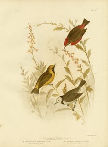 Tricolored Ephthianura, 1891 de Gracius Broinowski