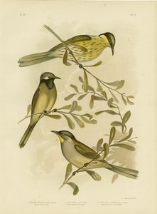 Honeyeater variado, 1891 de Gracius Broinowski