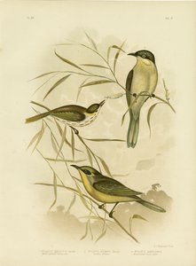 Honeyeater de Wattle-Cheeked ou Honeyeater de Gaped roxo, 1891 de Gracius Broinowski