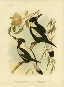 Corvo-Picanço Branco-Suportado, 1891 de Gracius Broinowski