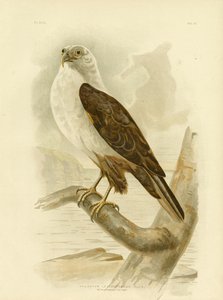 Águia-pescadora-de-peito-branco, 1891 de Gracius Broinowski