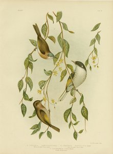 Honeyeater Branco-Throated, 1891 de Gracius Broinowski