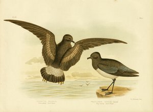 Petrel de tempestade amarelo-Webbed, 1891 de Gracius Broinowski