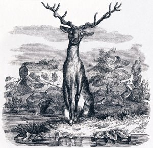 O veado a olhar para si mesmo na água (Le cerf se voyant dans l