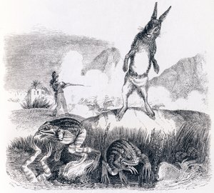 A lebre e os sapos (Le lievre et les grenouilles) - Fábulas de La Fontaine de Grandville