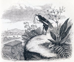 A carraça e a mosca - Fábulas de La Fontaine de Grandville