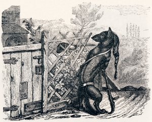 O lobo e o cão magricela (Le loup et le chien maigre) - Fábulas de La Fontaine de Grandville
