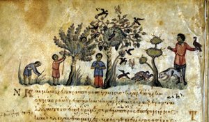 A caçar com o falcão e a capturar ninhos de pássaros. Manuscrito grego de Oppianus De Venatione do século XIII. de Greek School