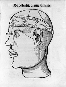 Corte do cérebro: estudo para a localização de diferentes funções cerebrais. Gravura de "Margarita phylosophia" de Gregor Reisch (1467-1525), Bale