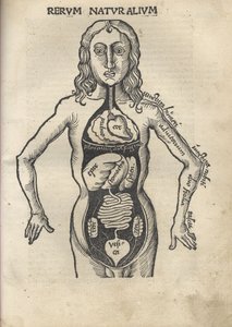pérola Ex. Anatomia de 1504