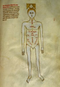 Anatomia e placas cirúrgicas: localização de órgãos masculinos. Em "Liber notabilium Philippi septimi francorum regis, a libris Galieni extratus" de Gui de Pavia cerca de 1345. Chantilly, Musee Conde