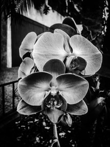 Flor nº 10, 2025 (foto) de Guilherme Pontes