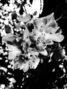 Flor nº 13, 2025 (foto) de Guilherme Pontes
