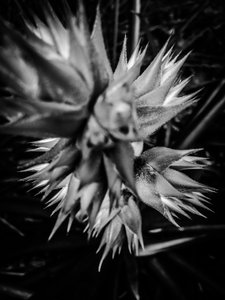 Flor nº 16, 2025 (foto) de Guilherme Pontes