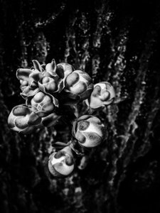 Flor nº 17, 2025 (foto)