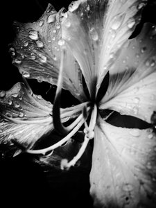 Flor nº 19, 2025 (foto) de Guilherme Pontes