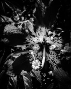 Flor nº 23, 2025 (foto) de Guilherme Pontes