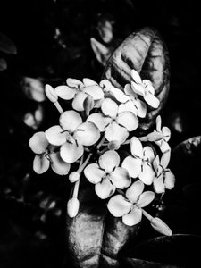 Flor nº 24, 2025 (foto) de Guilherme Pontes