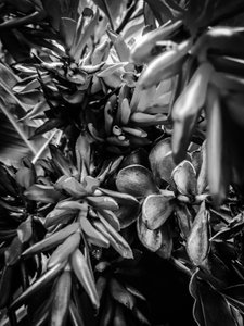 Flor nº 30, 2025 (foto) de Guilherme Pontes