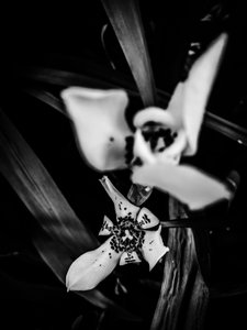 Flor nº 31, 2025 (foto)
