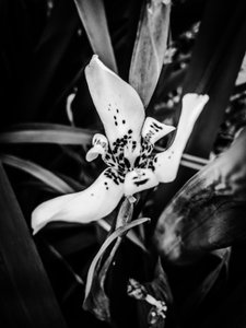 Flor nº 35, 2025 (foto) de Guilherme Pontes