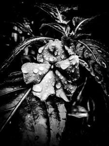 Flor nº 41 (foto) de Guilherme Pontes