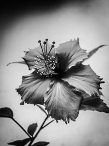 Flor nº 42 (foto) de Guilherme Pontes
