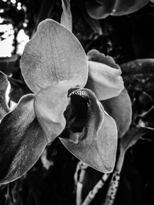 Flor nº 43 (foto) de Guilherme Pontes