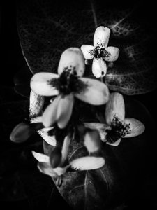 Flor nº 49 (foto)