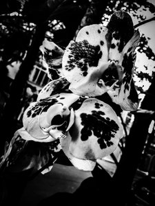 Flor nº 4, 2025 (foto) de Guilherme Pontes