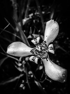 Flor nº 53 (foto) de Guilherme Pontes