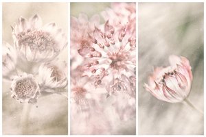 Blushes botânicos de sonho de Gustav Davidsson