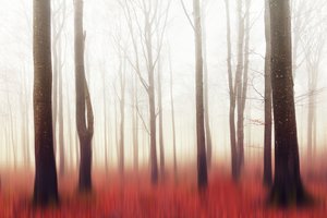 Floresta Vermelha de Sonho