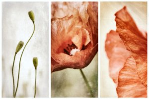Tríptico «Poppy» em tons terrosos de Gustav Davidsson