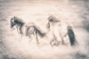 O Sonho dos Cavalos a Galope de Gustav Davidsson