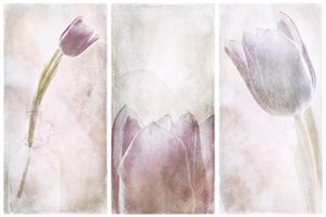 Sonho de Tulipa Lavanda de Gustav Davidsson