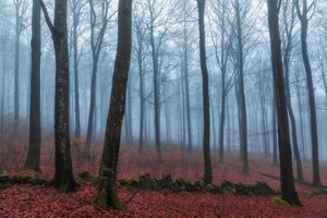 Caminho da Floresta Ennevoada de Gustav Davidsson