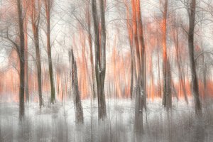 Brilho da Floresta Laranja de Gustav Davidsson